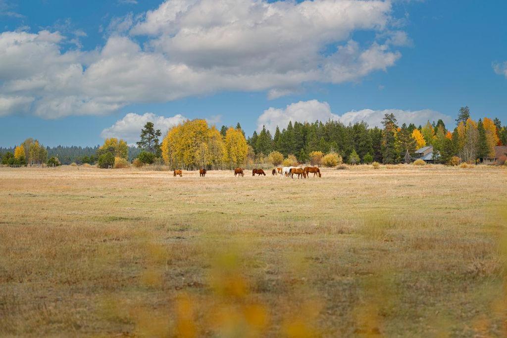 Coyote - Unit 15 Sunriver Exterior foto
